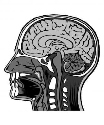 brain